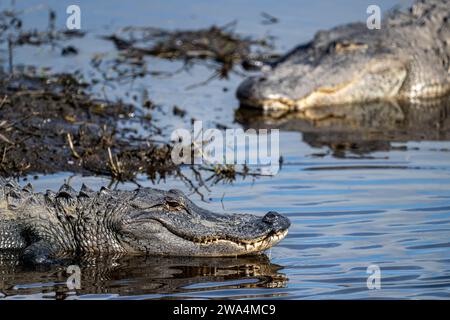 Alligatori americani al Myakka River State Park, Sarasota, Florida sud-occidentale. Foto Stock