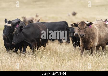 mucca in un campo, mandria di mucche in un paddock in una siccità estiva secca in australia Foto Stock