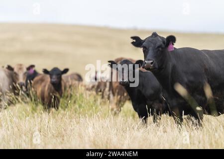 mucca in un campo, mandria di mucche in un paddock in una siccità estiva secca in australia Foto Stock