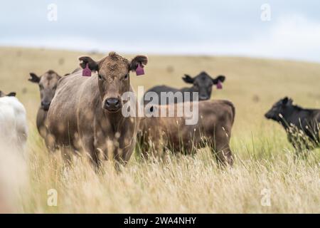 mucca in un campo, mandria di mucche in un paddock in una siccità estiva secca in australia Foto Stock