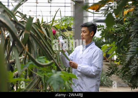 Pechino, provincia cinese di Liaoning. 2 gennaio 2024. Un insegnante analizza le foglie di pitaya allo Shenyang Institute of Technology di Shenyang, provincia di Liaoning della Cina nordorientale, 2 gennaio 2024. Crediti: Yang Qing/Xinhua/Alamy Live News Foto Stock