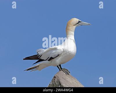 Gannet norhern adulto arroccato sulla roccia Foto Stock