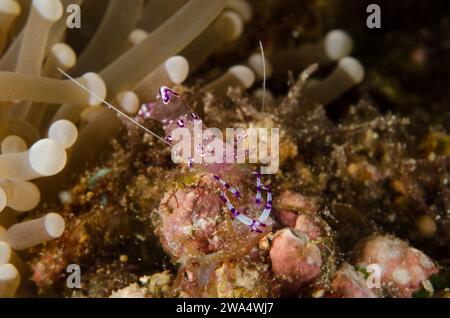 Sarasvati Anemone Shrimp, Periclemenes sarasvati, Palaemonidae, Anilao, Batangas, Filippine, Mare delle Filippine, Oceano Indo-pacifico, Asia Foto Stock