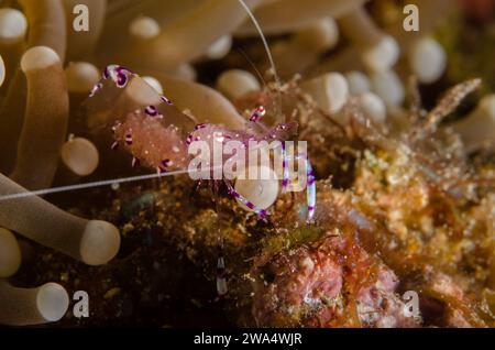 Sarasvati Anemone Shrimp, Periclemenes sarasvati, Palaemonidae, Anilao, Batangas, Filippine, Mare delle Filippine, Oceano Indo-pacifico, Asia Foto Stock