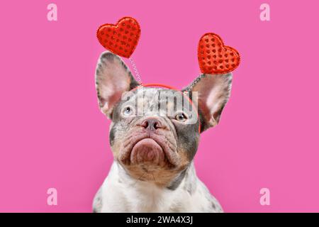 Bulldog francese Merle che indossa un cerchietto di San Valentino con cuori su sfondo rosa Foto Stock