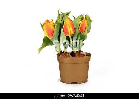 Vaso di fiori con fiori di tulipani arancioni e gialli "Tulipa Flair" su sfondo bianco Foto Stock