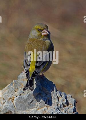 Verdeggiante europeo maschio arroccato sulla roccia Foto Stock