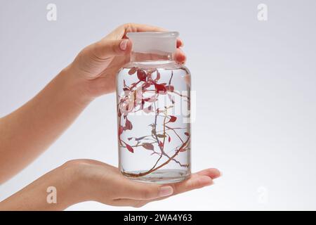 Un vaso di vetro contenente foglie di alghe rosse in acqua incolore, tenuto dalle mani di una donna su uno sfondo bianco. Le alghe marine sono un potente impianto carico di Foto Stock