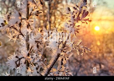 Hoarfrost o Rime Ice su piccoli rami di Syesel contro il cielo dell'alba in una chiara mattinata di dicembre. dof poco profondo, bokeh. Foto Stock