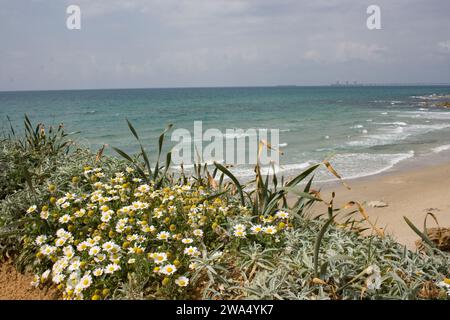 Anthemis palaestina camomilla di Israele o camomilla comune o camomilla palestinese fioritura sulla costa mediterranea, Israele a marzo Foto Stock