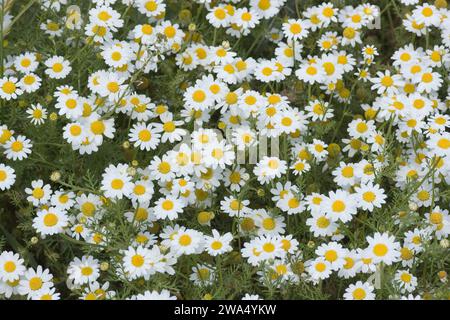 Anthemis palaestina camomilla di Israele o camomilla comune o camomilla palestinese fioritura sulla costa mediterranea, Israele a marzo Foto Stock