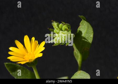Calendula arvensis è una specie di pianta fiorente della famiglia daisy conosciuta con il nome comune di campo marigold. È originario della e centrale e meridionale Foto Stock