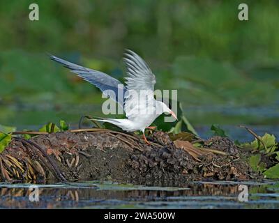 Terna a frusta con ali sollevate Foto Stock