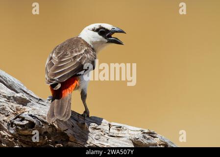 Il tessitore di bufalo dalla testa bianca o tessitore di bufalo dal volto bianco (Dinemellia dinemelli) è una specie di uccello passerino della famiglia Ploceidae originaria Foto Stock