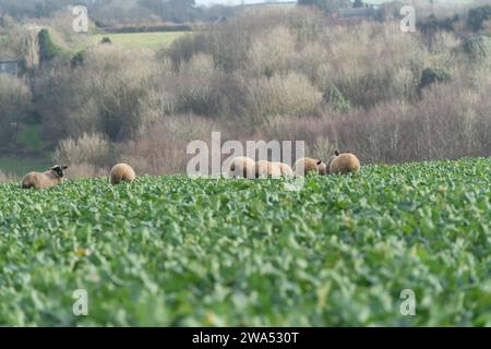agnelli al pascolo. nel campo di cavolo Foto Stock