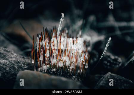 I germogli di muschio giovani sono ricoperti da piccoli cristalli di ghiaccio Foto Stock