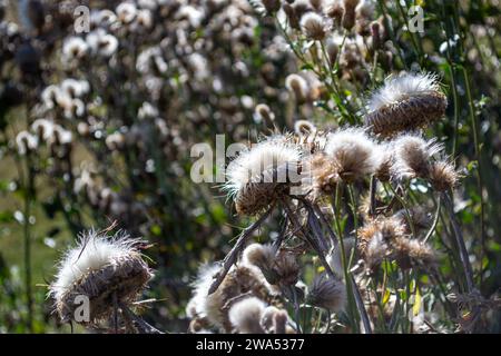 Cespugli di fiori di cardo sbiaditi sotto i raggi del sole Foto Stock
