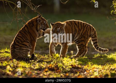 I fratelli Tiger si prendono cura l'uno dell'altro. Nel Regno Unito sono state catturate immagini ACCATTIVANTI di due cuccioli di tigre siberiane che giocano e si fanno doccia con affetto Foto Stock