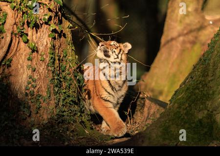 Il cucciolo di tigre siberiana a Norfolk nel Regno Unito sono state catturate immagini ACCATTIVANTI di due cuccioli di tigre siberiani che giocano e si fanno doccia a vicenda con affetto Foto Stock