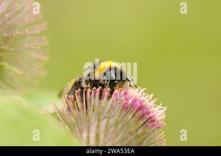 Bumblebee, Bombus Terrestris/lucorum, su fiore di Burdock, Strumpshaw Fen, Norfolk Foto Stock