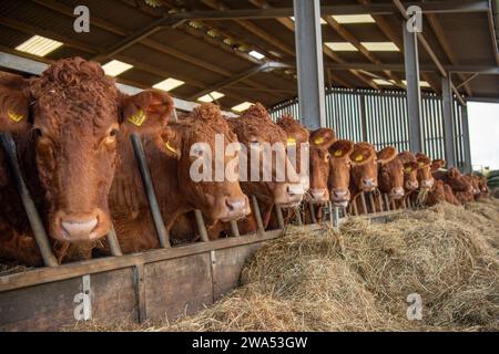 Mucche del South Devon in un capannone Foto Stock