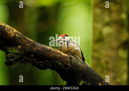 Picchio maculato, Dendrocopos Major, giovanile, Threave Gardens, Dumfries e Galloway, Scozia Foto Stock