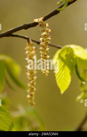 Hazel Catkins, Suffolk, Spring Foto Stock