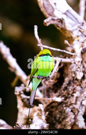 I mangiatori di api sono un gruppo di uccelli della famiglia Meropidae, che contiene tre generi e trenta specie. La maggior parte delle specie si trova in Africa e in Asia Foto Stock