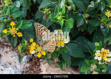 Argynnis pandora, Cardinale Butterfly Foto Stock