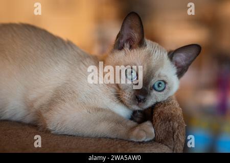 Gattino tonkinese Blue Point che guarda il mondo con occhi acquamarini. Foto Stock