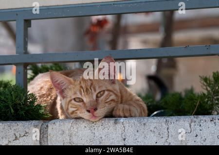 Un gatto selvatico adulto allo zenzero, con occhi gialli profondi, sbircia da sotto una ringhiera durante una siesta pomeridiana. Foto Stock