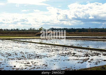 Paesaggio di campi di riso piantati. Tradizionale paese agricolo archiviato. Foto Stock