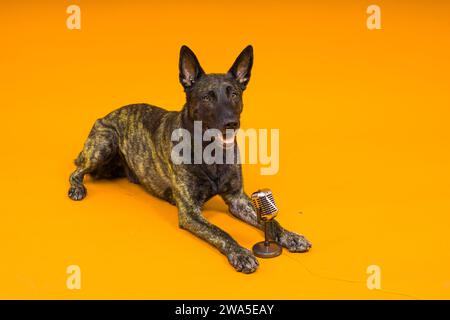 Cane pastore olandese con microfono su sfondo rosso e giallo Foto Stock