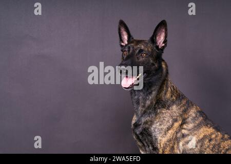 Studio shot di un adorabile razza dog sitter su sfondo nero. Foto Stock