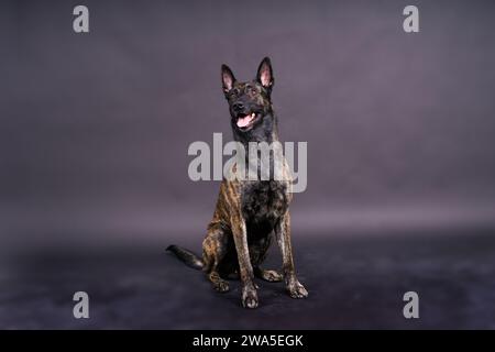 Studio shot di un adorabile razza dog sitter su sfondo nero. Foto Stock