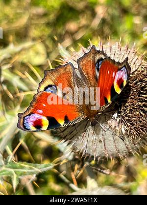Farfalla Peacag su un fiore d'India in una soleggiata giornata estiva Foto Stock
