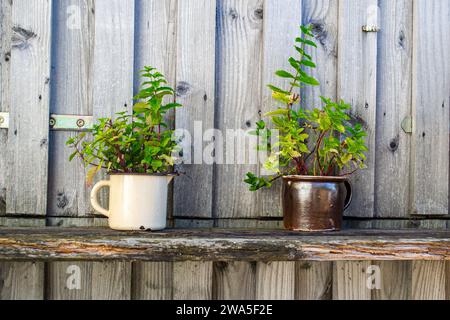 Due grandi tazze d'epoca con piccoli cespugli di piante che crescono in esse Foto Stock