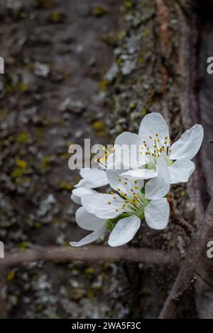Fioritura di albicocche su un piccolo ramo sullo sfondo di un tronco d'albero Foto Stock