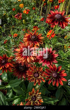 Primo piano di fiori di cono rudbeckia rosso arancio "brandy ciliegia" che crescono in un cottage Garden in estate Inghilterra Regno Unito Gran Bretagna Foto Stock