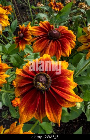 Primo piano di un'ape di miele su polline di fiori a cono di rudbeckia "Cappuccino" arancio che cresce in un giardino in estate Inghilterra Regno Unito Gran Bretagna Foto Stock