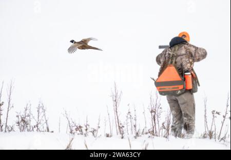 Un cacciatore di fagiani nel South Dakota in una giornata innevata all'inizio dell'inverno Foto Stock