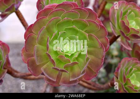 Aeonium Velour cresce in pentola nella serra britannica di settembre Foto Stock