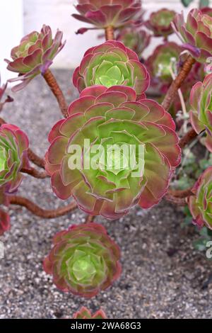 Aeonium Velour cresce in pentola nella serra britannica di settembre Foto Stock