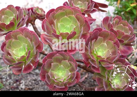 Aeonium Velour cresce in pentola nella serra britannica di settembre Foto Stock