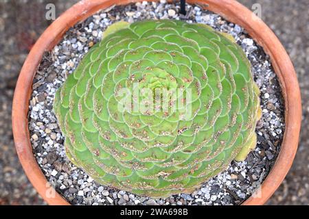 Aeonium tabuliforme con piano piatto o piatto da cena Eonium che cresce in pentola nella serra britannica di settembre Foto Stock