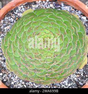 Aeonium tabuliforme con piano piatto o piatto da cena Eonium che cresce in pentola nella serra britannica di settembre Foto Stock