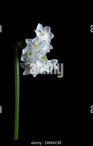 Fiori bianchi su sfondo nero. Foto Stock