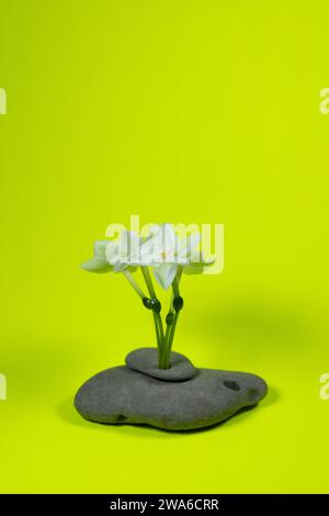 Fiori di bianco cartaceo in una disposizione unica con due pietre di nasello impilate su uno sfondo giallo. Foto Stock