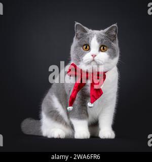 Grazioso giovane adulto blu con un gatto Shorthair britannico bianco, seduto davanti davanti con cravatta a fiocco di velluto rosso. Guardando verso la fotocamera con gli occhi arancioni. IO Foto Stock