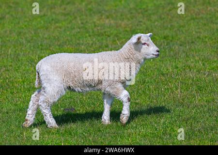 Agnello bianco singolo di pecore domestiche in prato/campo in primavera Foto Stock